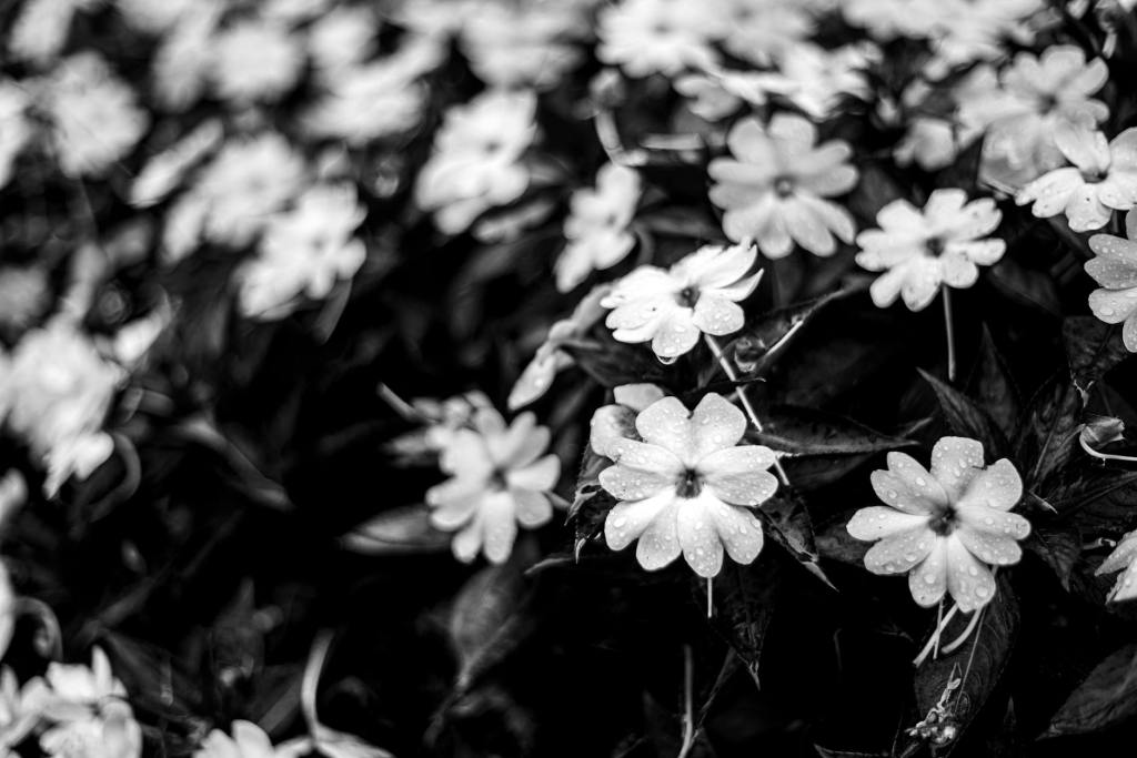 Tales From the (Mental) Institution #1: The English&nbsp;Bulldog