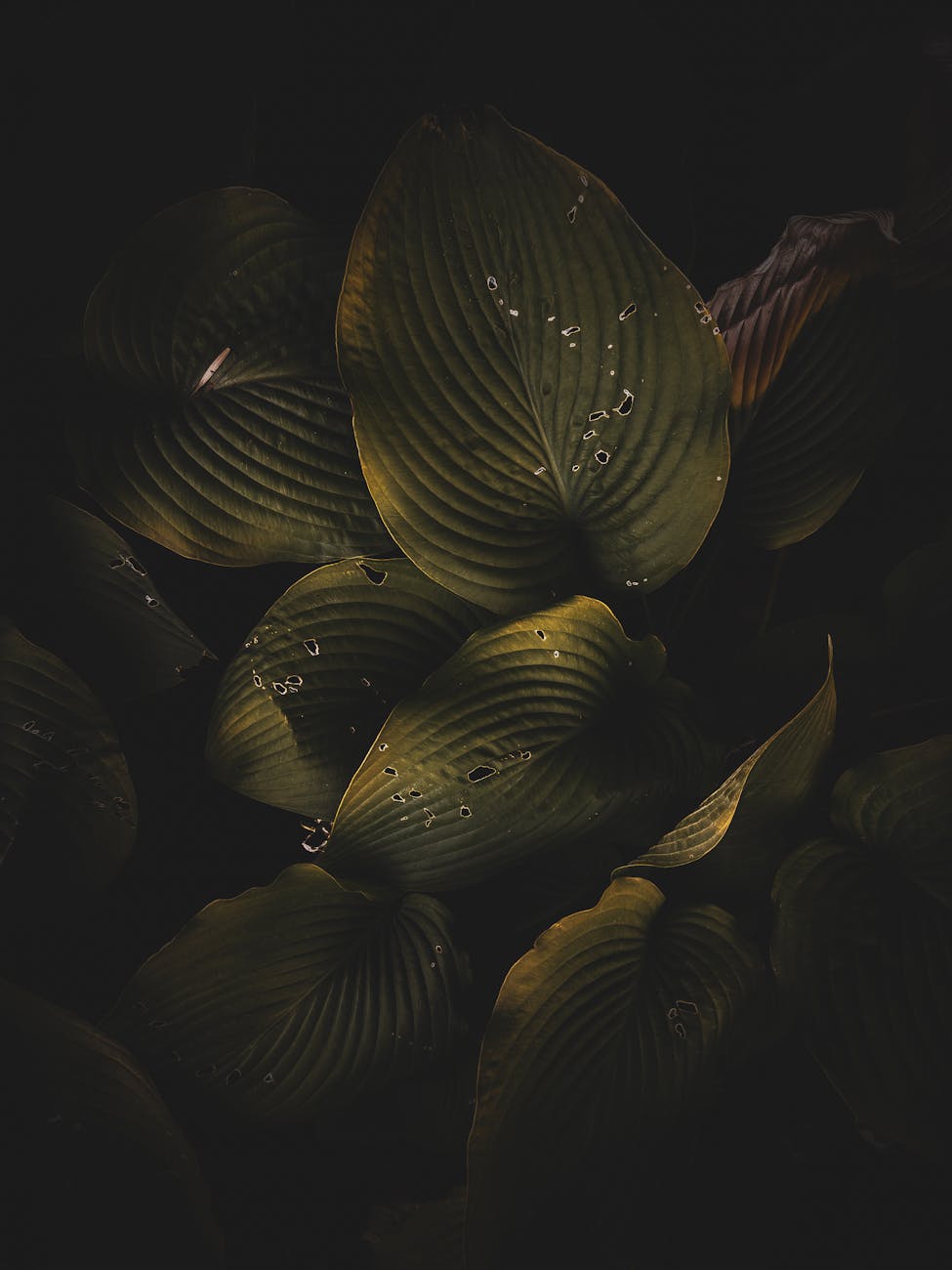 The Bully in the English&nbsp;Department