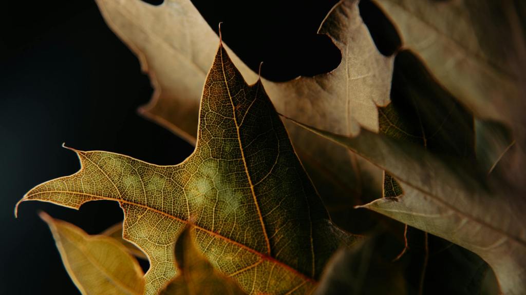 The Parking Struggle Continues