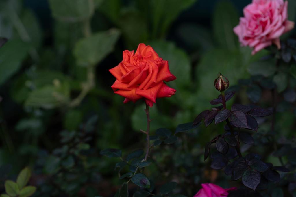 I Am Not Here To Be&nbsp;Liked